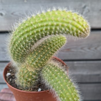 Cleistocactus colademononis (Kaktus) ´MONKEY TAIL´ - kont. P11, výška 5 cm, ⌀10-15 cm 
